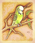 Budgie